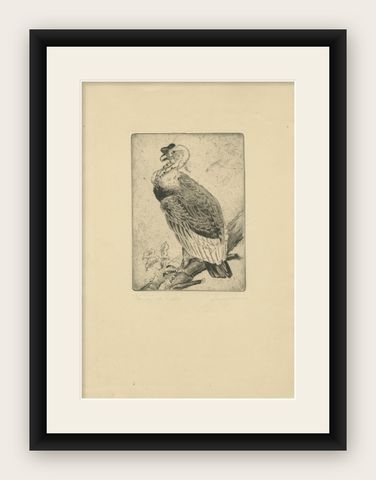 Vulture Etching, Natural History Print of the Andean Condor, ca.1880, shown framed