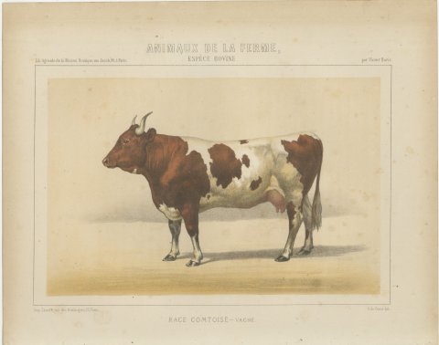 Comtoise Cow, French Cattle Breed, Antique Chromolithograph by Borie, 1863, view 2