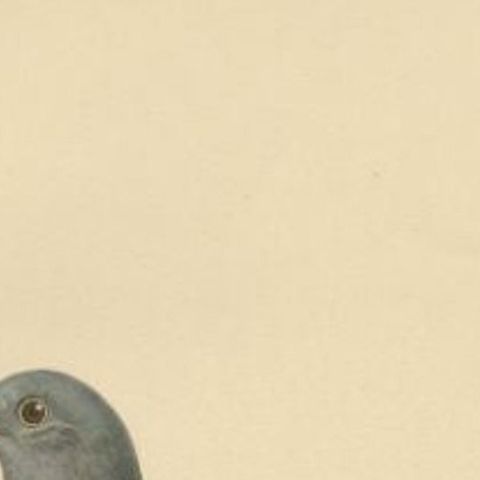 Antique Bird Print of the Stock Dove, 1929, close-up 1