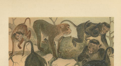 Macaques, Antique Monkey Print, Victorian Zoological Illustration, 1894, close-up 4