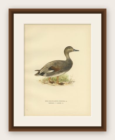 Antique Bird Print of the Gadwell by Von Wright '1929', shown framed