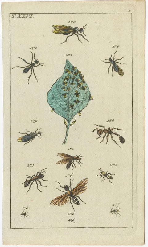 Antique Insect Prints: Small Vibrant Engravings of Bugs, Leaves & Flowers, 1832, view 4