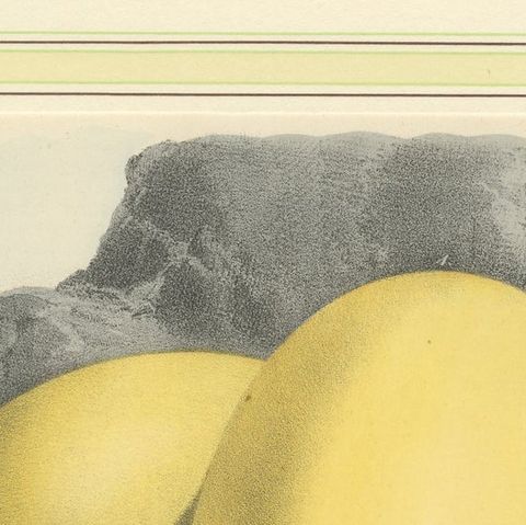 Global Bird Eggs: An 1857 Study of Avian Diversity - Hand-Coloured Lithograph, close-up 6