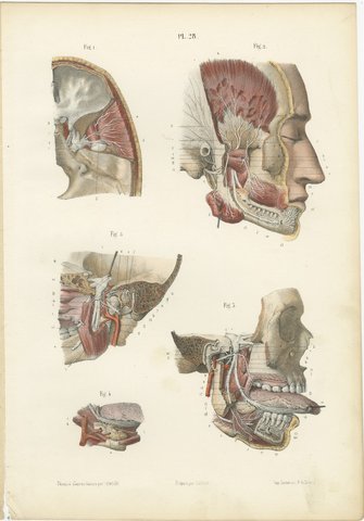 Nerves of the Jaw and Infratemporal Region, Hirschfeld Anatomy Print, 1866, view 2