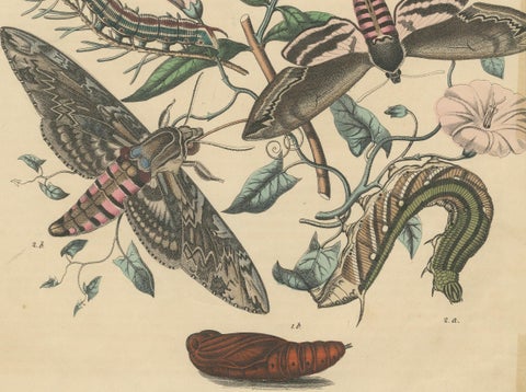 1863 Hand-Colored Lithograph of European Hawk Moths and Caterpillars, close-up 2