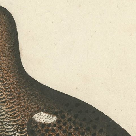 Hand Colored Antique Print of a Black Game Hen or Grouse, close-up 1
