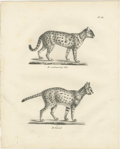 19th-Century Lithograph of the Gentle Cat and the Serval in Elegant Poses, view 2