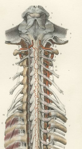 Brain and Spinal Cord with the Spinal Nerves, Hirschfeld Folding Plate, 1866, view 5