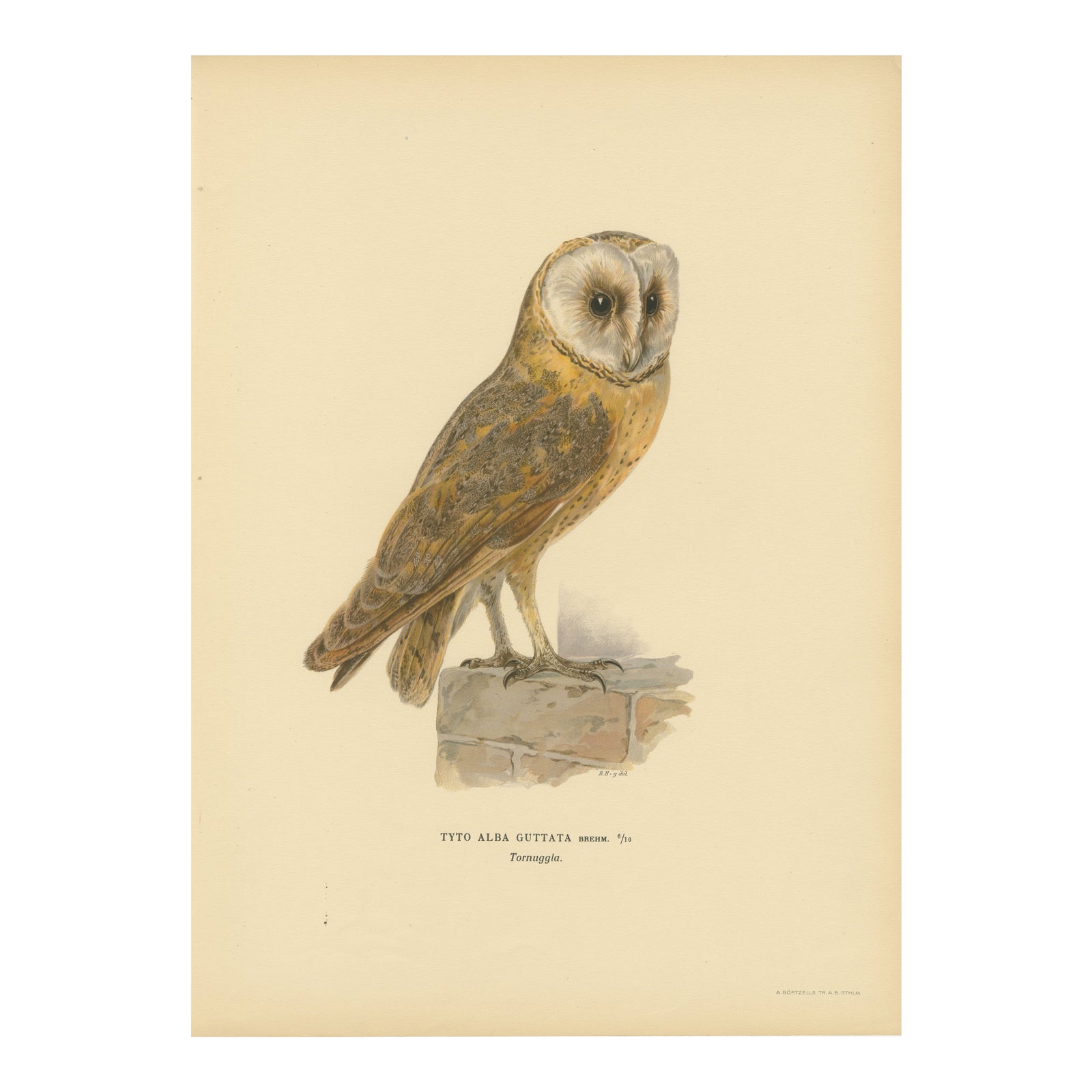 Original Hand-colored Barn Owl Lithograph by M. von Wright, 1927