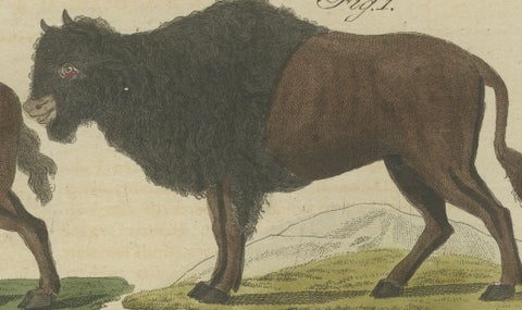 Antique Yak, Indian Cattle, Buffalo & Musk Ox Engraving, Bertuch, 1796, close-up 4