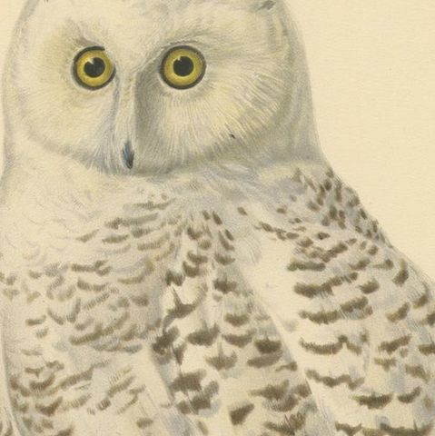 Arctic Owl (colour litho) by Magnus Ferdinand and Wilhelm von Wright, 1929, close-up 3