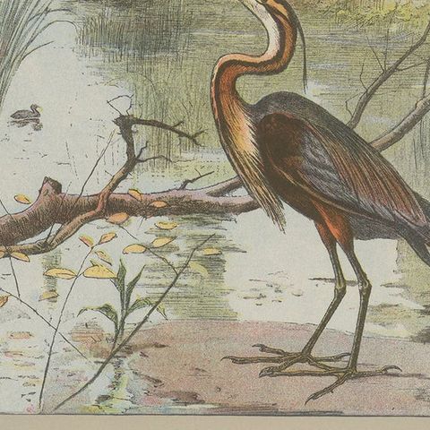 Antique Bird Print of a Purple Heron, close-up 2
