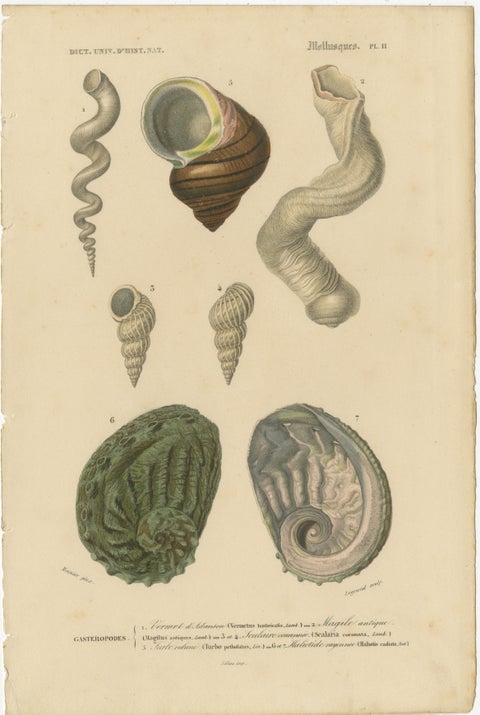 Maritime Spiral Elegance: A Mollusk Anthology, 1849, view 2