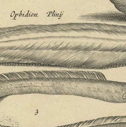 Very Old and Rare Print of Various Sea Snakes, 1657, close-up 2