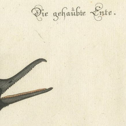 Hand-Colored Engraving of the Hooded Merganser by Johann Michael Seligmann, 1770, close-up 5