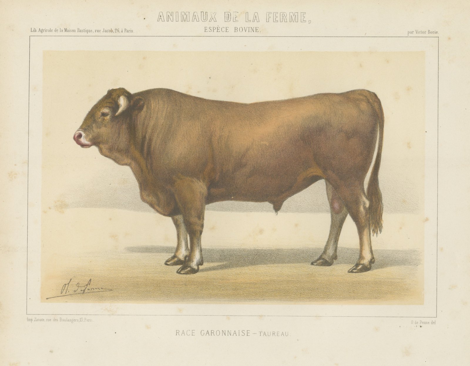 Garonnais Bull, French Cattle Breed, Antique Chromolithograph by Borie, 1863