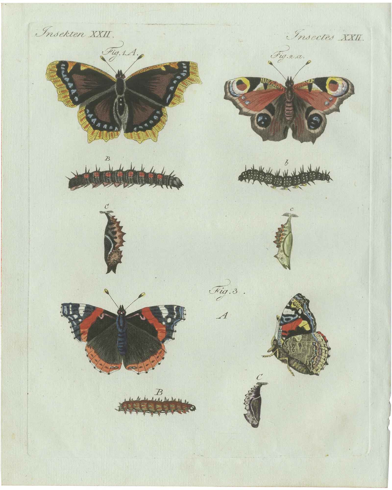 Original Antique Print of Peacock and Red Admiral Butterflies by Bertuch, c.1800