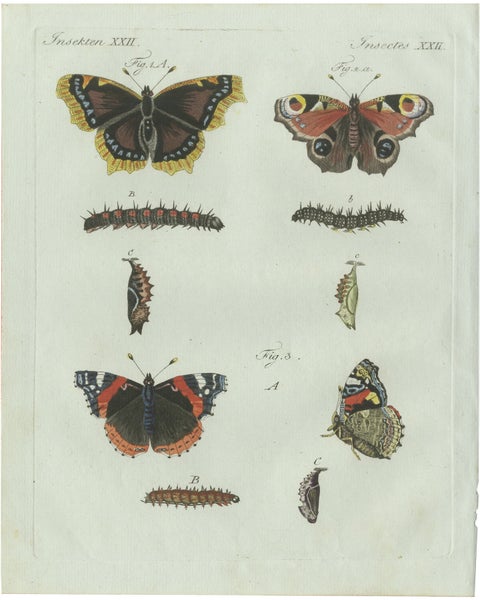 Original Antique Print of Peacock and Red Admiral Butterflies by Bertuch, c.1800