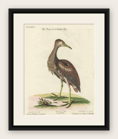 Hand-Colored Engraving of the Hudson Bay Heron by Johann Michael Seligmann, 1770, shown framed