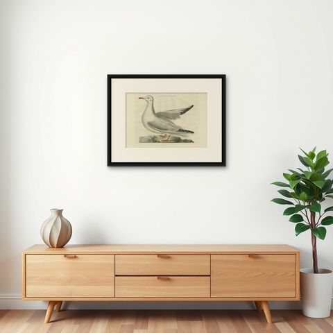 Antique Bird Print of the Common Gull by Sepp & Nozeman, 1797, shown framed on a wall