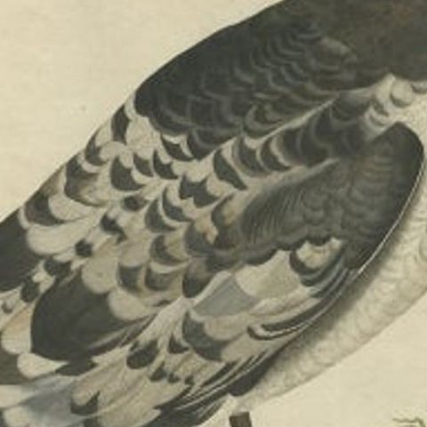 Manx Shearwater, Antique Seabird Engraving by Nozeman & Sepp, 1809, close-up 2