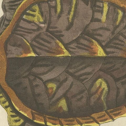Original Antique Print of Sea Turtle and Freshwater Turtle by Bertuch, c. 1790, close-up 5