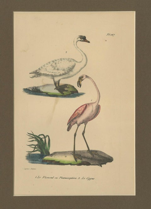 Flamingo & Swan, Antique hand-coloured lithograph, c.1828, close-up 4