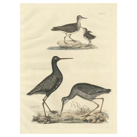 "Plate XV: The Sandpipers - A Study in Seasonal and Developmental Plumage, 1826