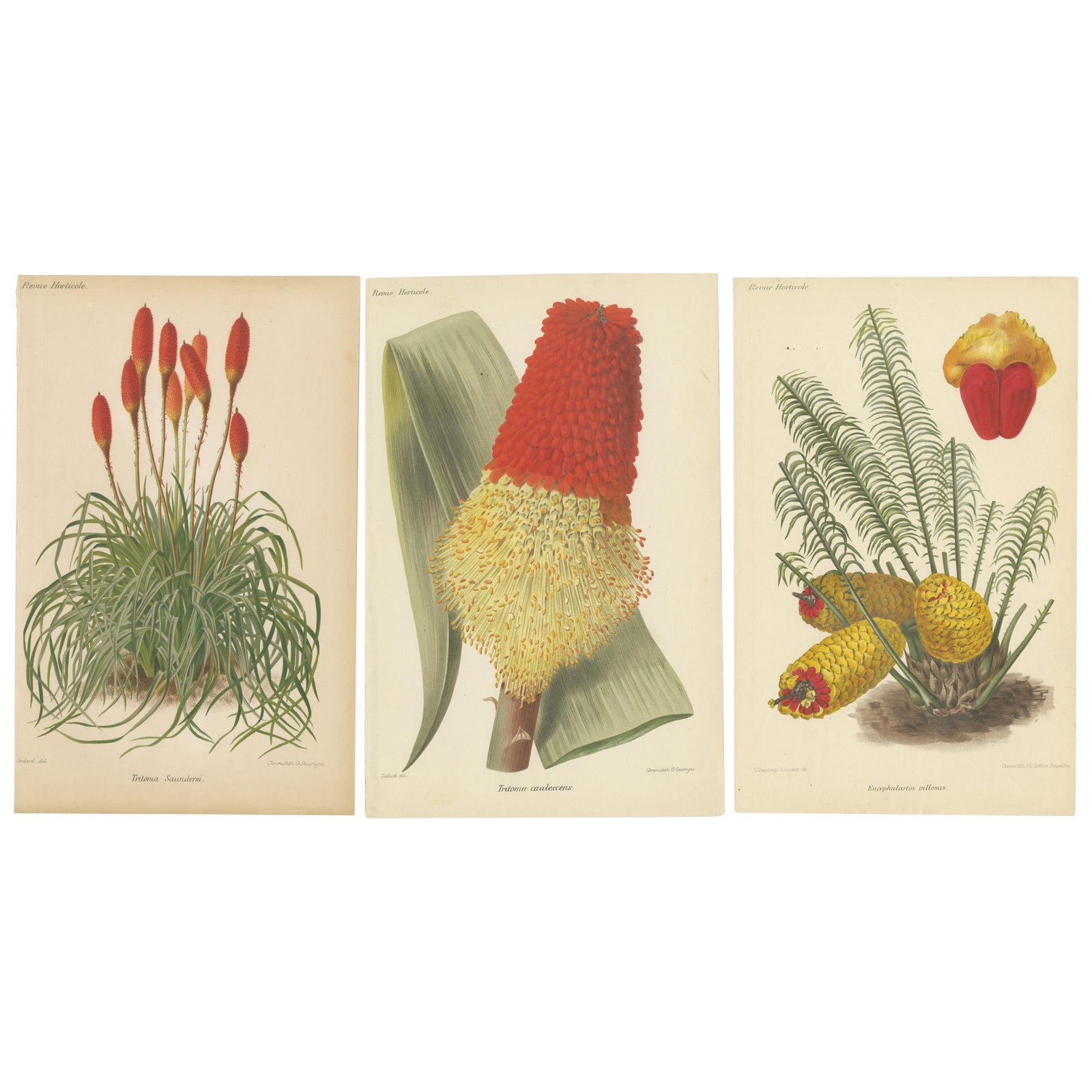 Exquisite Botanicals from Revue Horticole: A 19th-Century Garden Showcase
