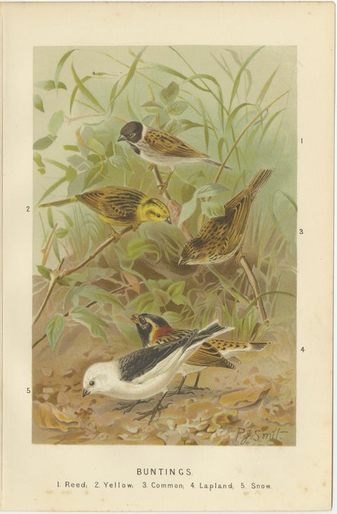 Antique Bird Lithographs Set of 3, Buntings Wheatear Wagtail, 1895, view 3