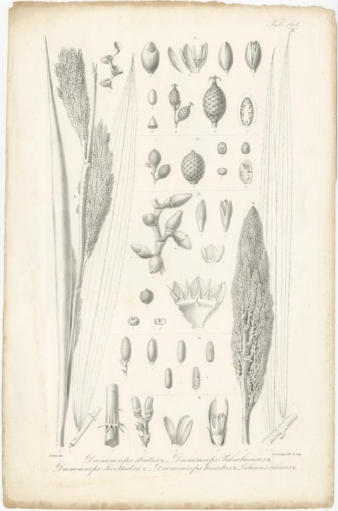 Set of 2 Botany Prints of Palm Species by Blume 'c.1840', view 2