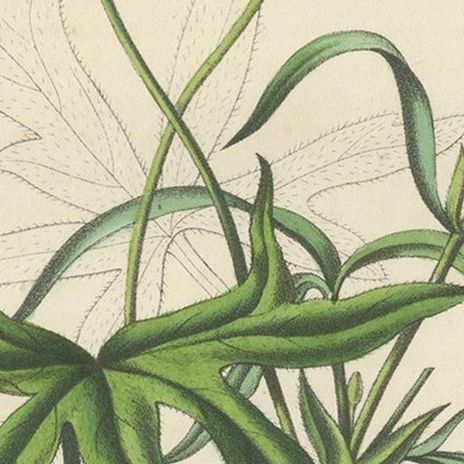 Antique Botany Print of the Large-Flowered Nuttalia, 1847, close-up 2