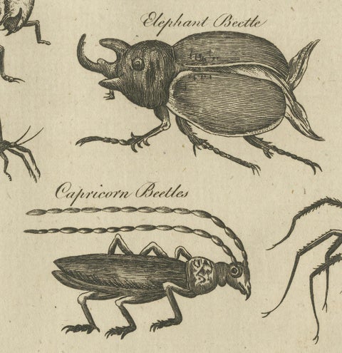 The Wonders of Nature: Exquisite 18th Century Engravings of Reptiles and Insects, close-up 5