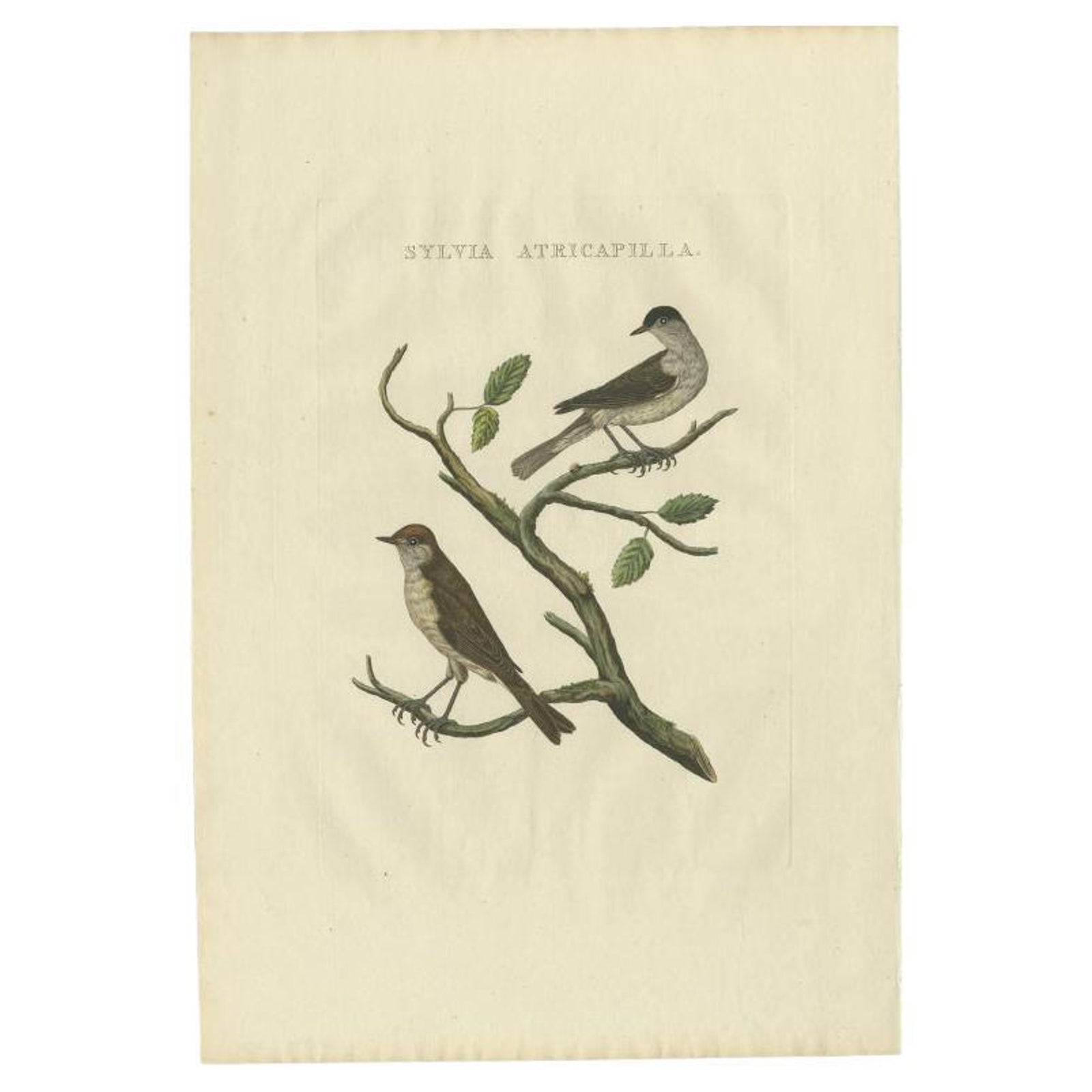 Antique Bird Print of the Eurasian Blackcap by Sepp & Nozeman, 1829
