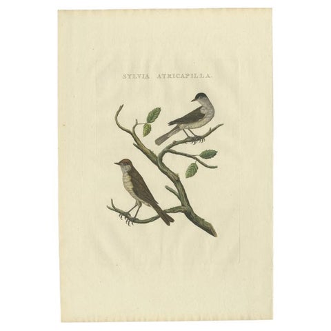 Antique Bird Print of the Eurasian Blackcap by Sepp & Nozeman, 1829