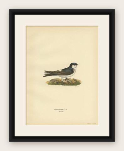 Antique Bird Print of the Common House Martin by Von Wright, 1927, shown framed