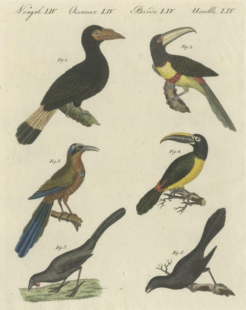 Antique Print of Various Birds Including the Aracari Toucan, close-up 1