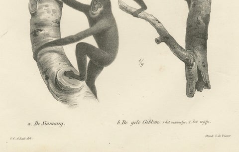 Orangutan, Chimpanzee, Siamang & Gibbons, Lithographs by C.Last, 1836, Primates, close-up 1