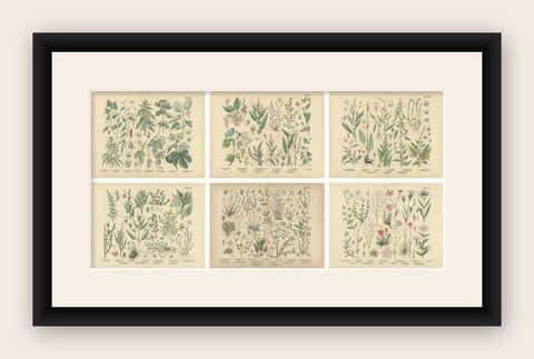 Antique Botanical Prints Set, German Wildflowers Atlas Plates, Stuttgart 1885, shown framed