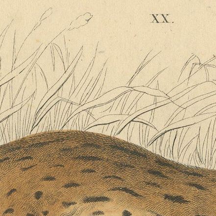 Hand-Colored Print of the Javan Leopard from Jardine's Natural History, 1860, close-up 5