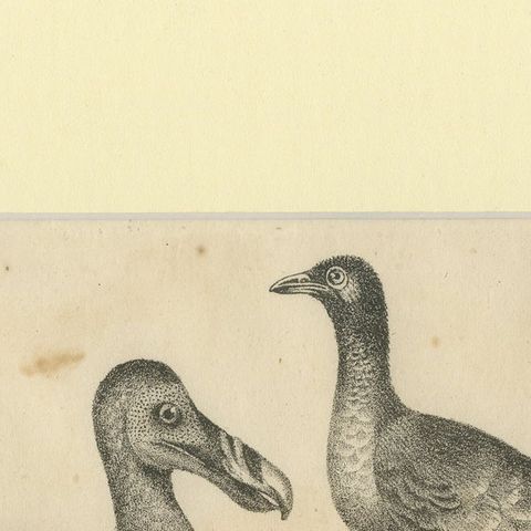 Antique Print of The Extinct Dodo and the Trumpeter Bird, 18th Century, close-up 5