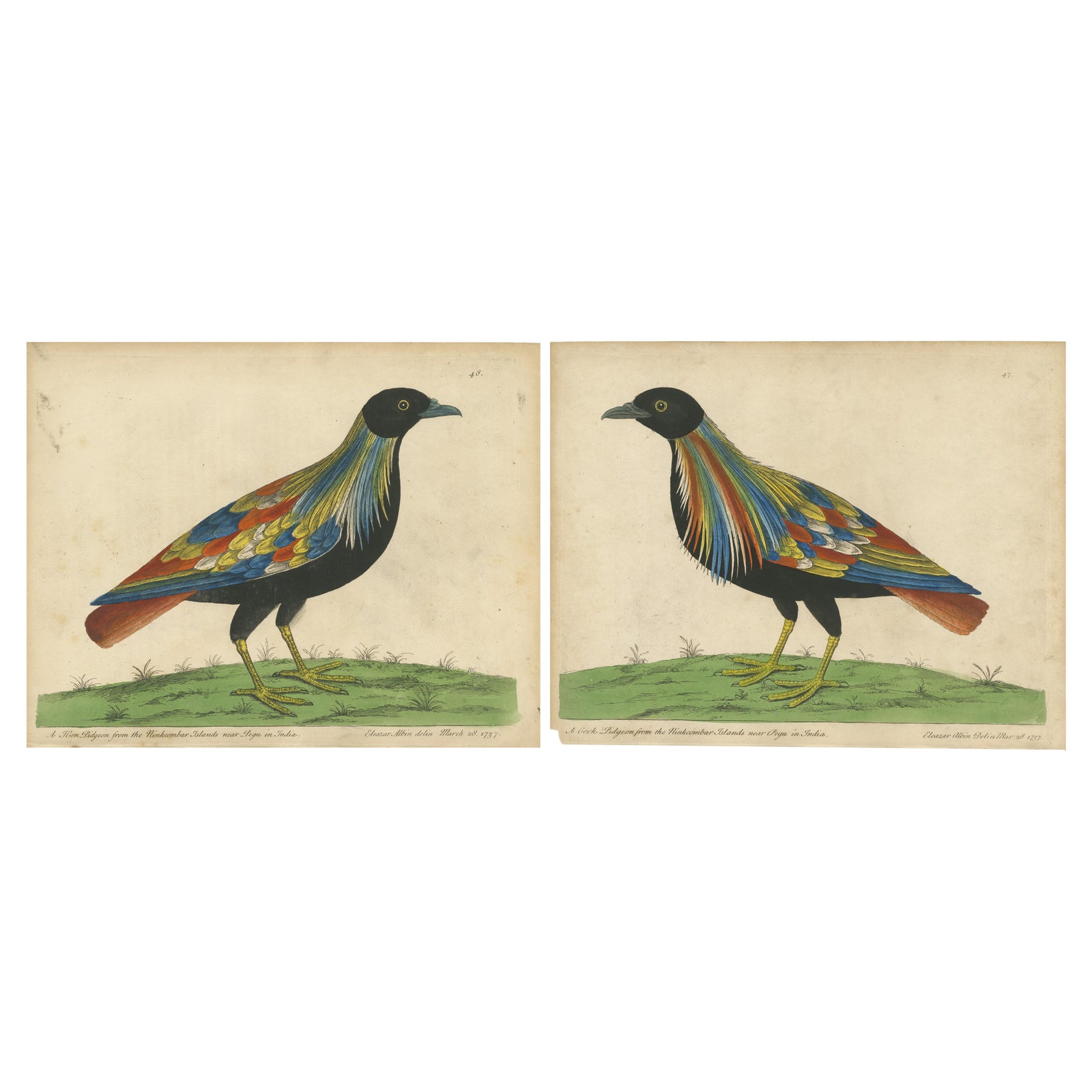 Set of 2 Antique Bird Prints of Pigeons from the region of Pegu, Myanmar, 1740