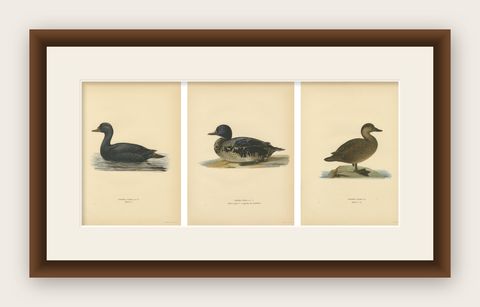 Antique Scandinavian Bird Lithographs, Velvet Scoter Ducks, Svenska Fåglar 1929, shown framed