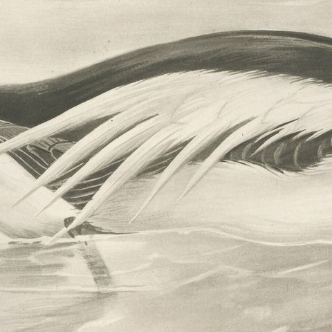 Long-Tailed Duck, Antique Bird Print after Lilian Medland, circa 1909, close-up 3