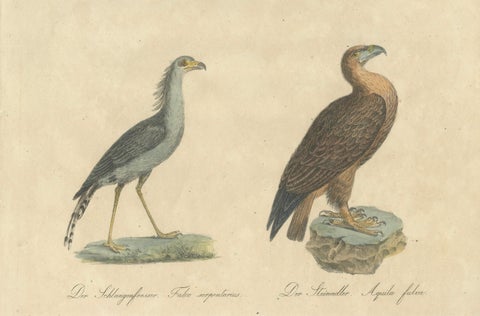 Antique Birds of Prey Lithograph by Karl Joseph Brodtmann, 1816, close-up 4
