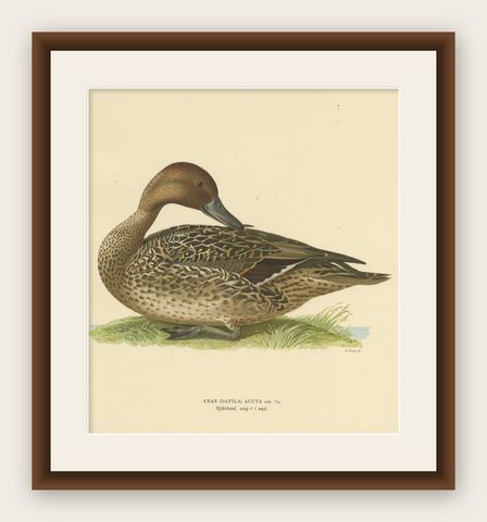 Elegance at the Water's Edge: Male Northern Pintail by Magnus von Wright, 1929, shown framed