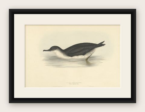 Manks Shearwater, Antique Bird Print by John Gould, c.1832, shown framed