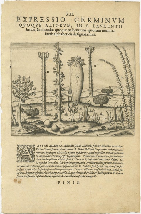 De Bry Engraving Expressio Germinum, Exotic Plants of St. Lawrence Island, 1598, view 2
