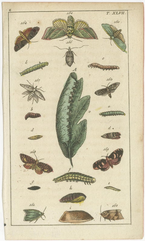 Small and Rare Natural History Prints Featuring Insects and Plants, 1832, view 2