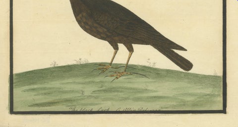 Antique Hand-Colored Engraving of The Black Lark by Eleazar Albin, circa 1730, close-up 6